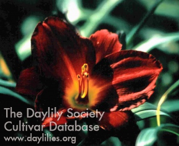 Daylily Solstice at Zuni